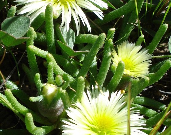 Mesembryanthemum tenuiflorum leaves and flowers